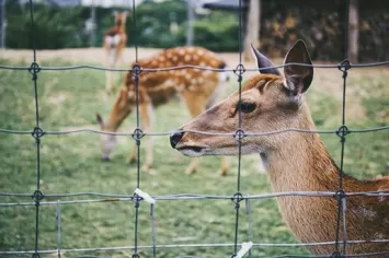 Deer Farm