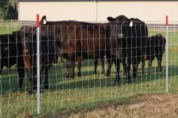 Cow Farm