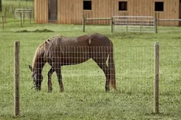 Horse Farm