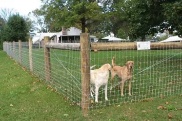 Dog Kennel