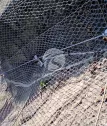 SNS Gabion Steel Rope Mesh